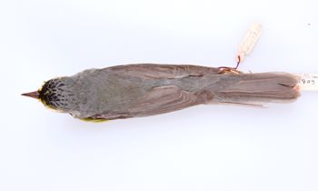 Media type: image;   Ornithology 293751 Description: Wilsonia canadensis;  Aspect: dorsal